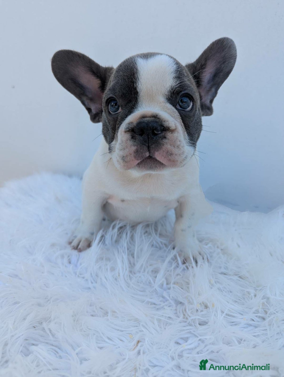 Bulldog Francese cani in vendita: Bulldog francese cuccioli a Città metropolitana di Milano - Immagine 3