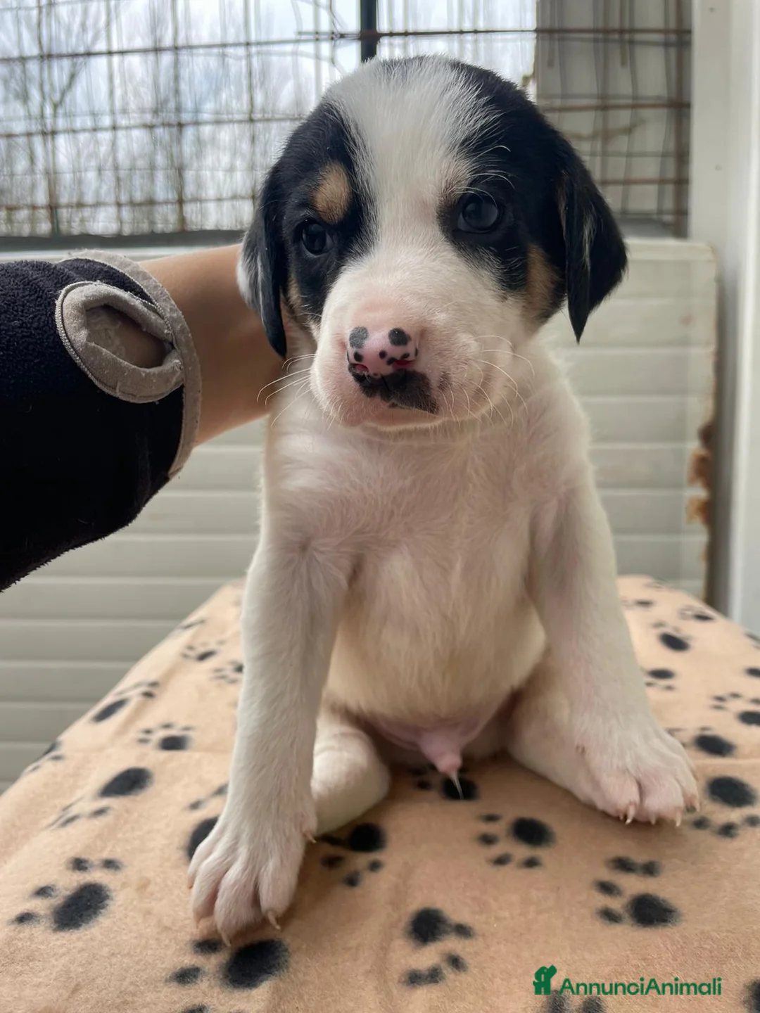 Segugio cani in regalo: LEONE E ORIONE TENERI SEGUGINI a Città metropolitana di Milano - Annuncio 1