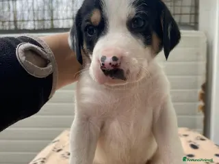 Segugio cani LEONE E ORIONE TENERI SEGUGINI a Città metropolitana di Milano - Annuncio 6