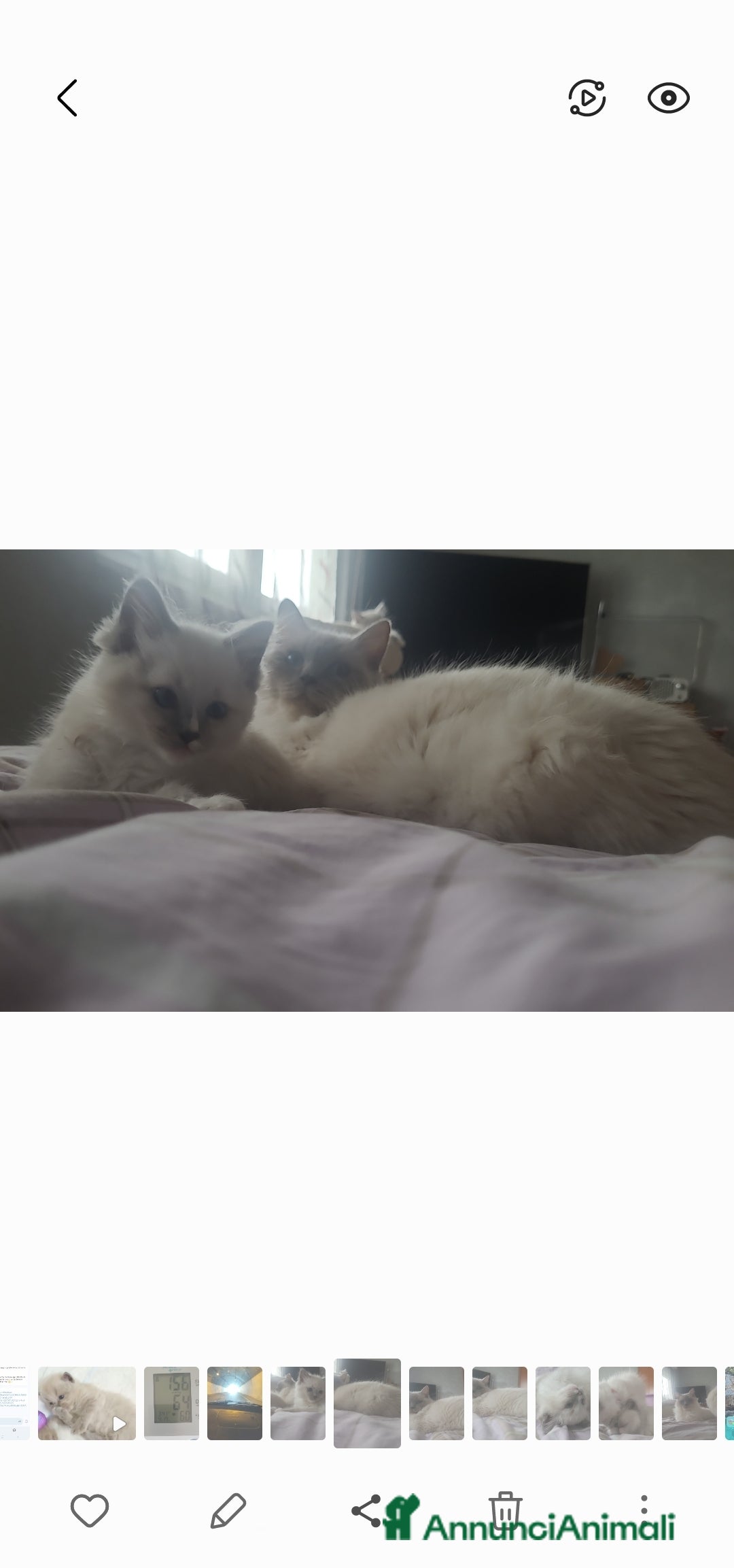 Ragdoll gatti in vendita: Ragdoll  cuccioli  a Torino - Immagine 10