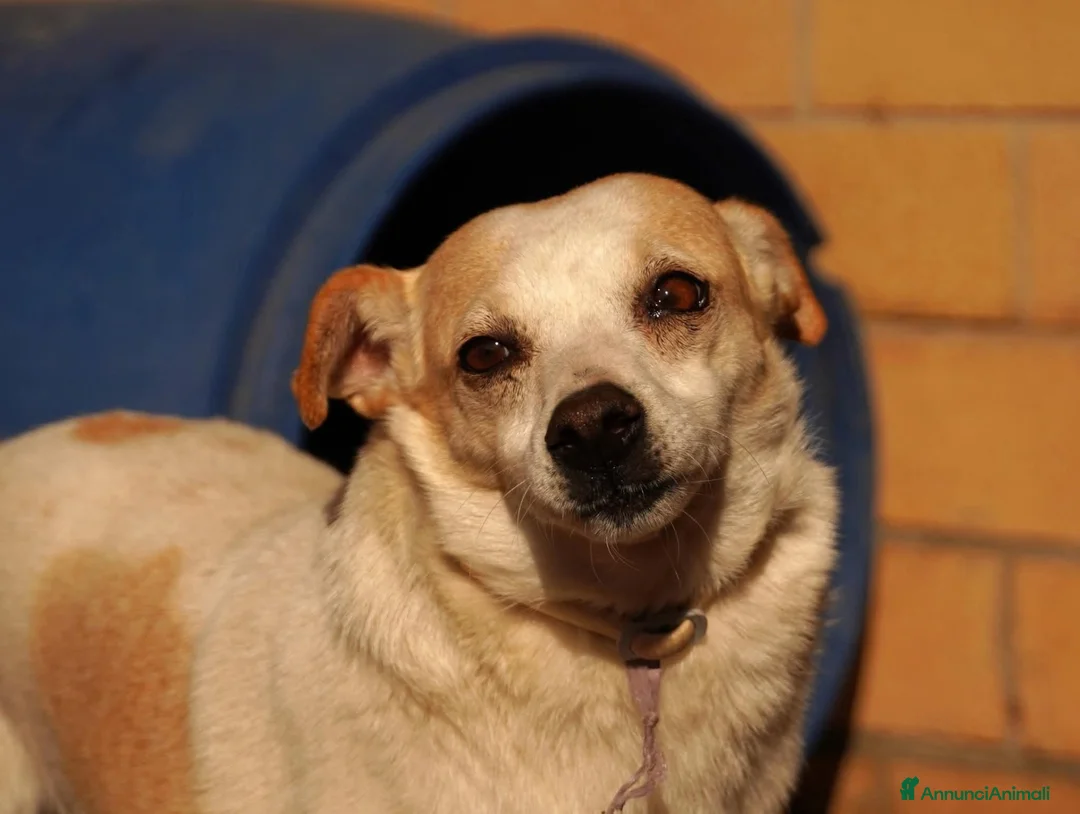 Meticcio cani in regalo: Panna, un concentrato di dolcezza - Annuncio 1