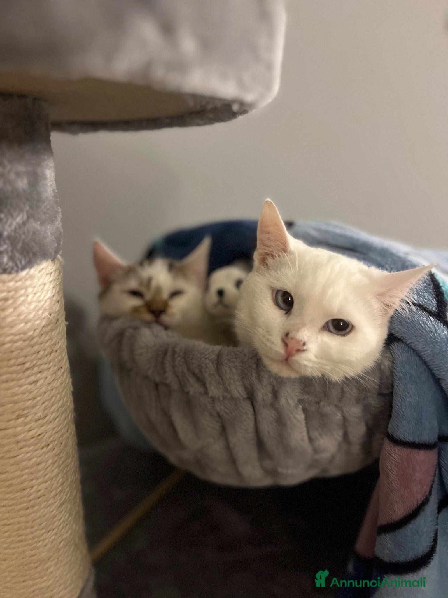 Altre razze gatti Alaska Gattina bianca  - Annuncio 1