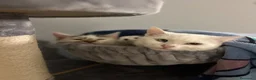 Altre razze gatti in regalo: Alaska Gattina bianca  a Provincia di Treviso - Annuncio 1