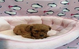 Barboncino cani in vendita: Barboncini nani a Province of Rovigo - Immagine 10