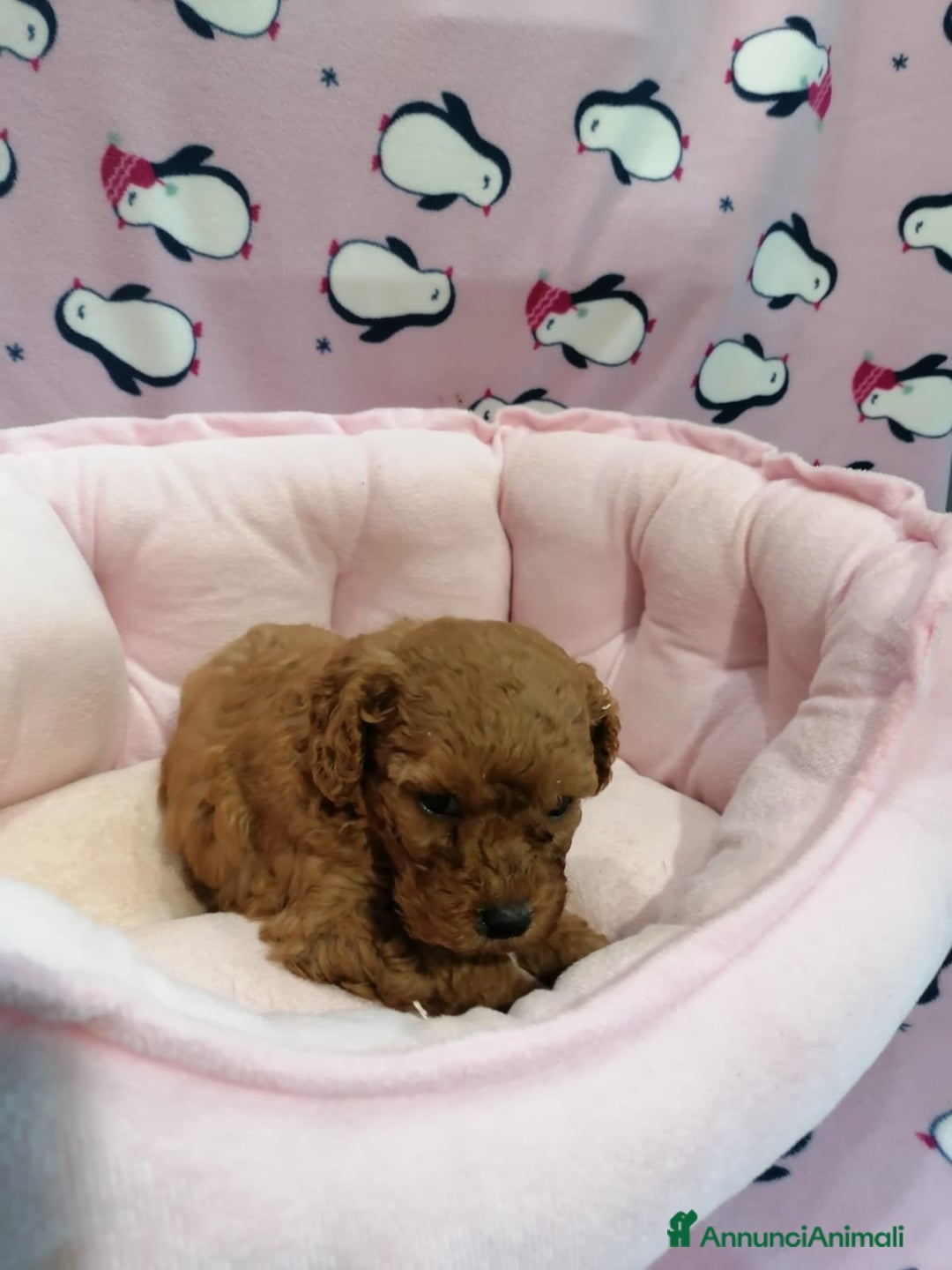 Barboncino cani in vendita: Barboncini nani a Province of Rovigo - Immagine 10