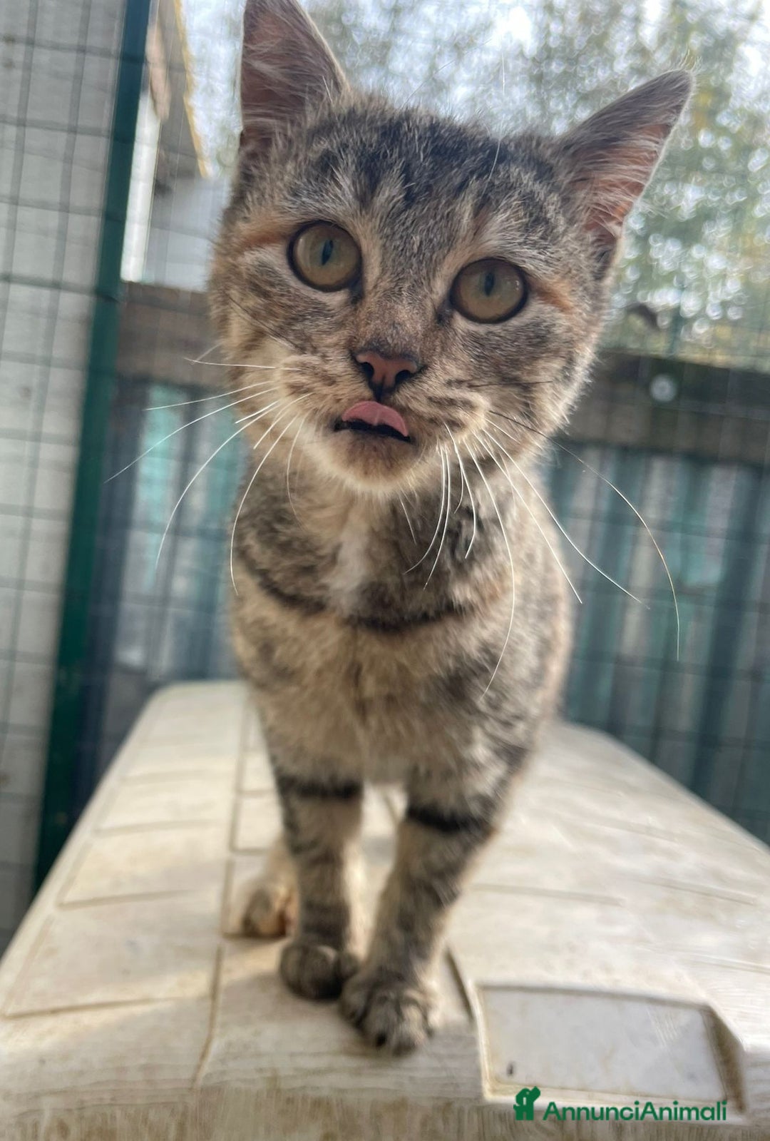 Meticcio gatti in regalo: LA DOLCE TIGRA - Annuncio 3