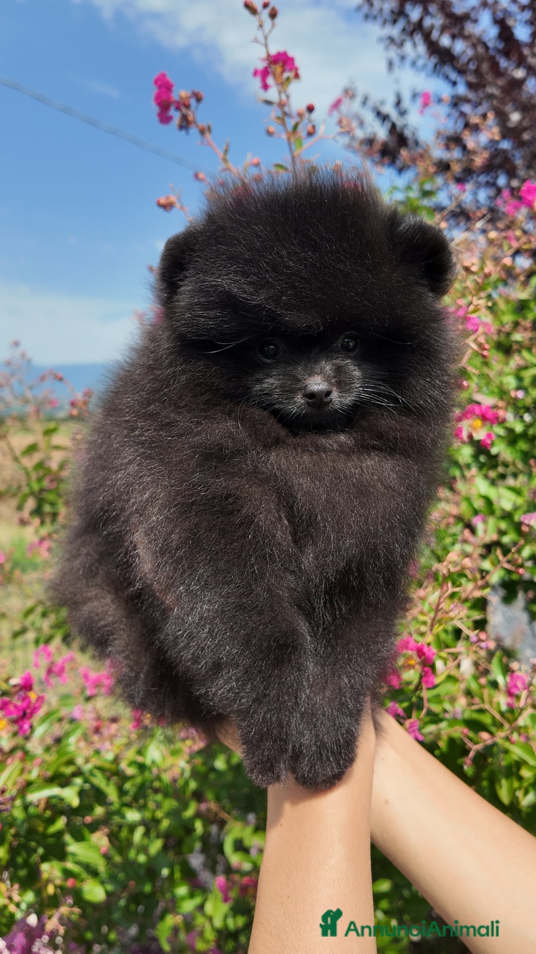 Volpino Pomerania cani in vendita:  Pomerania Spitz tedesco nano  - Annuncio 5