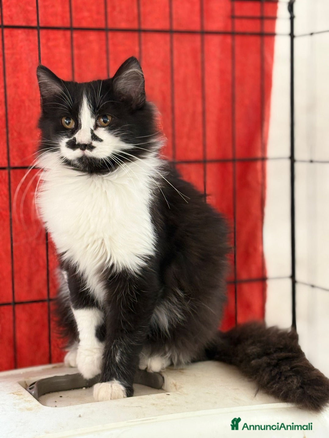 Europeo gatti in regalo: Due Gattini di 6 mesi - Annuncio 6