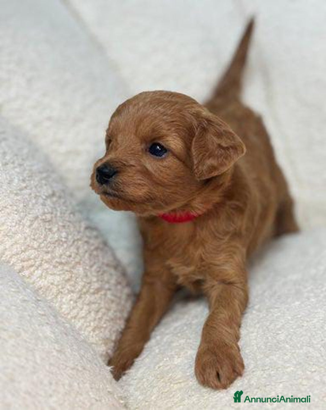 Meticcio cani in vendita: Cuccioli di Mini Goldendoodle F1BB - Annuncio 19