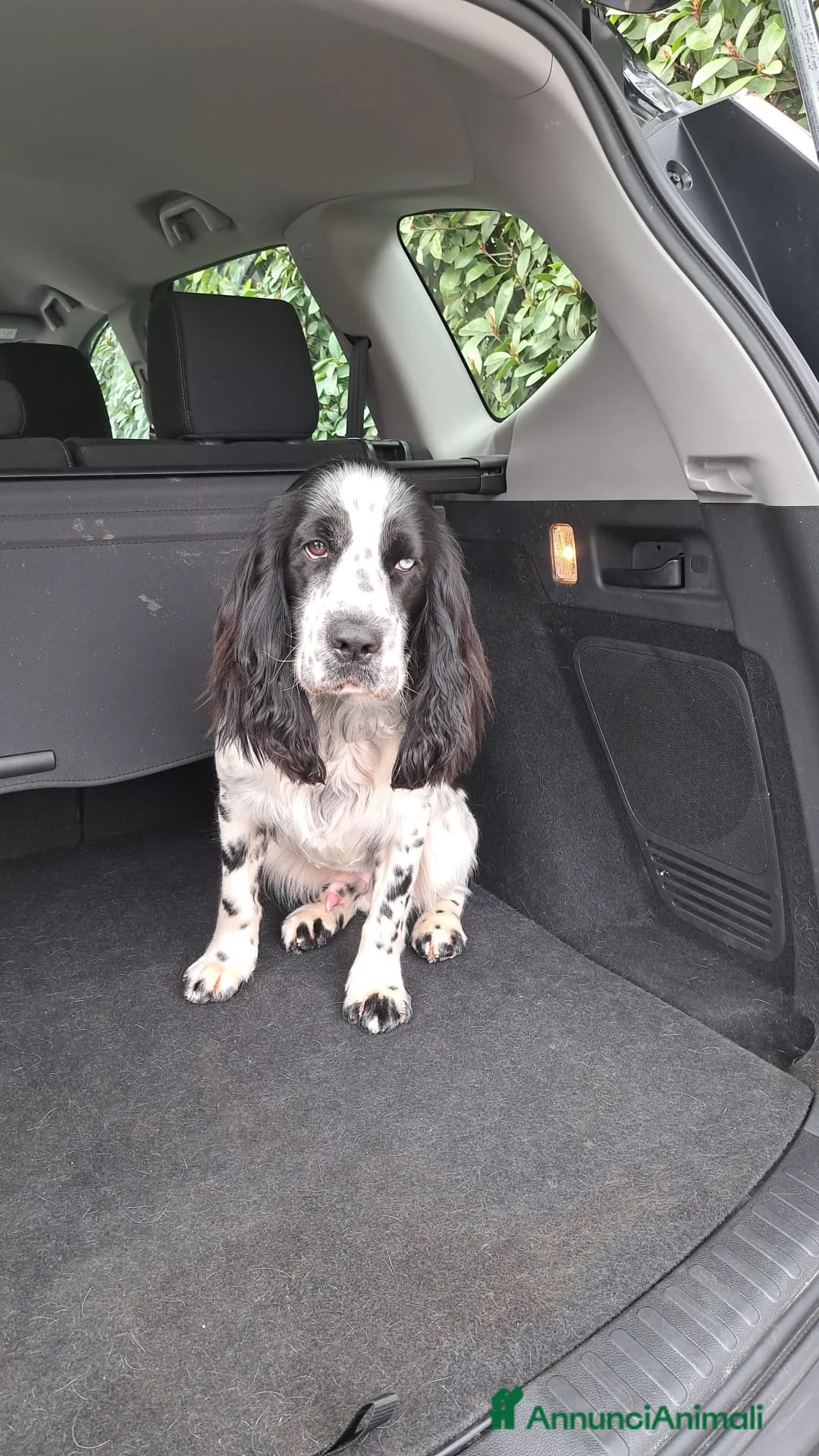 Cocker cani per accoppiamento: Cocker Spaniel Inglese da Monta - Annuncio 4