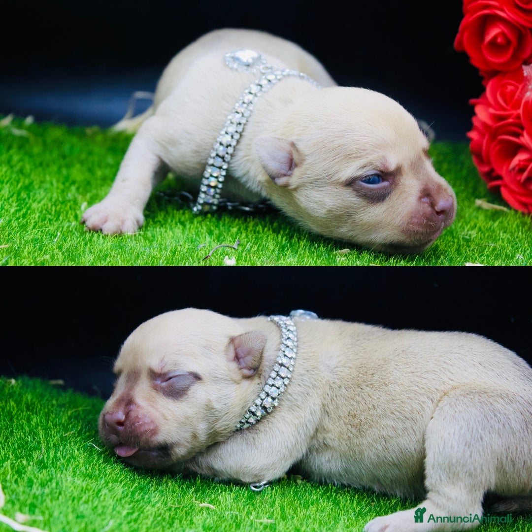 Pitbull cani in vendita: Cuccioli Pitbull con pedigree  - Annuncio 8
