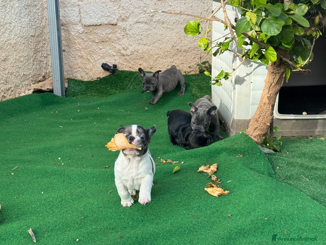 Bulldog Francese cani in vendita: Bulldog francese maschi esotici - Annuncio 10
