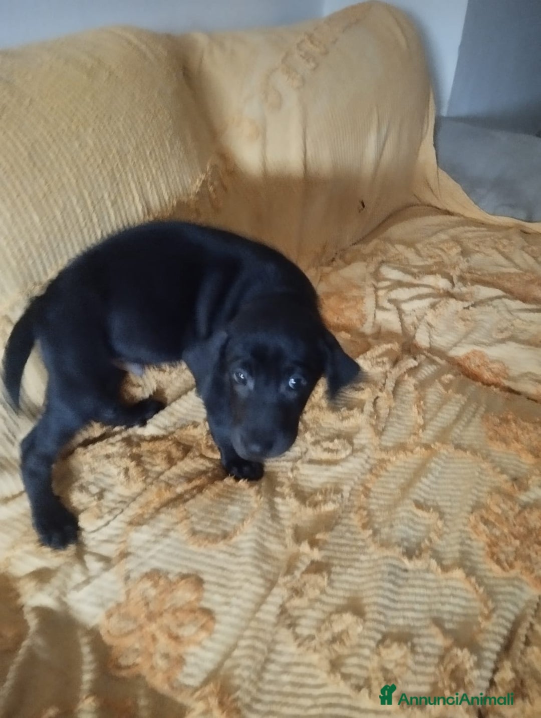 Meticcio cani in regalo: Regalo 3 cuccioli - Annuncio 2