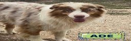 Australian Shepherd cani in regalo: ADE meraviglioso PASTORE AUSTRALIANO cerca casa - Annuncio 1