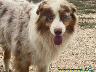Australian Shepherd cani ADE meraviglioso PASTORE AUSTRALIANO cerca casa - Annuncio 1