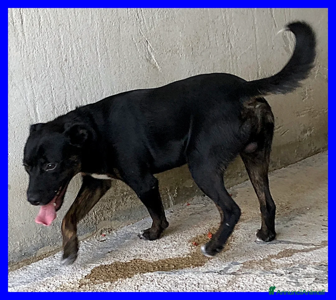 Meticcio cani in regalo: TOBY dolcissimo coccolone - Annuncio 2