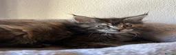 Maine Coon gatti in vendita: Femmine Maine Coon  - Annuncio 3