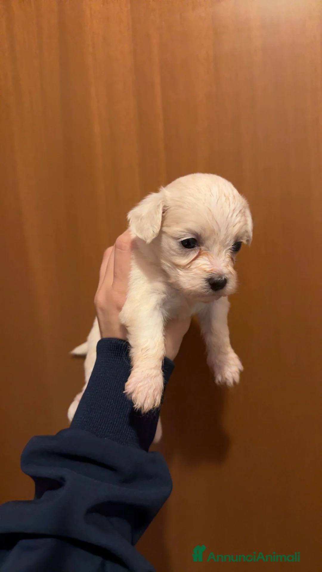 Maltese cani in vendita: Maltese Puro - Annuncio 2
