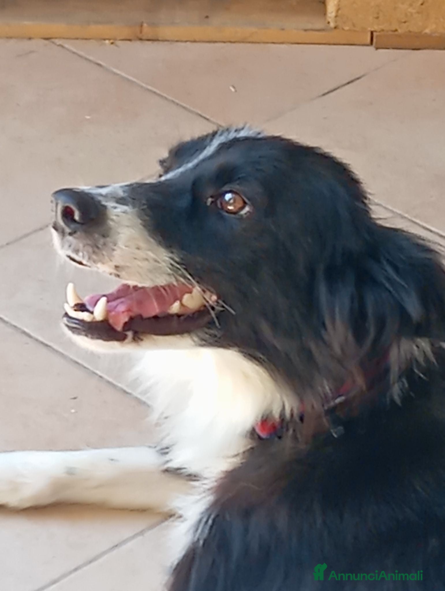 Border Collie cani Cuccioli di border collie - Annuncio 32