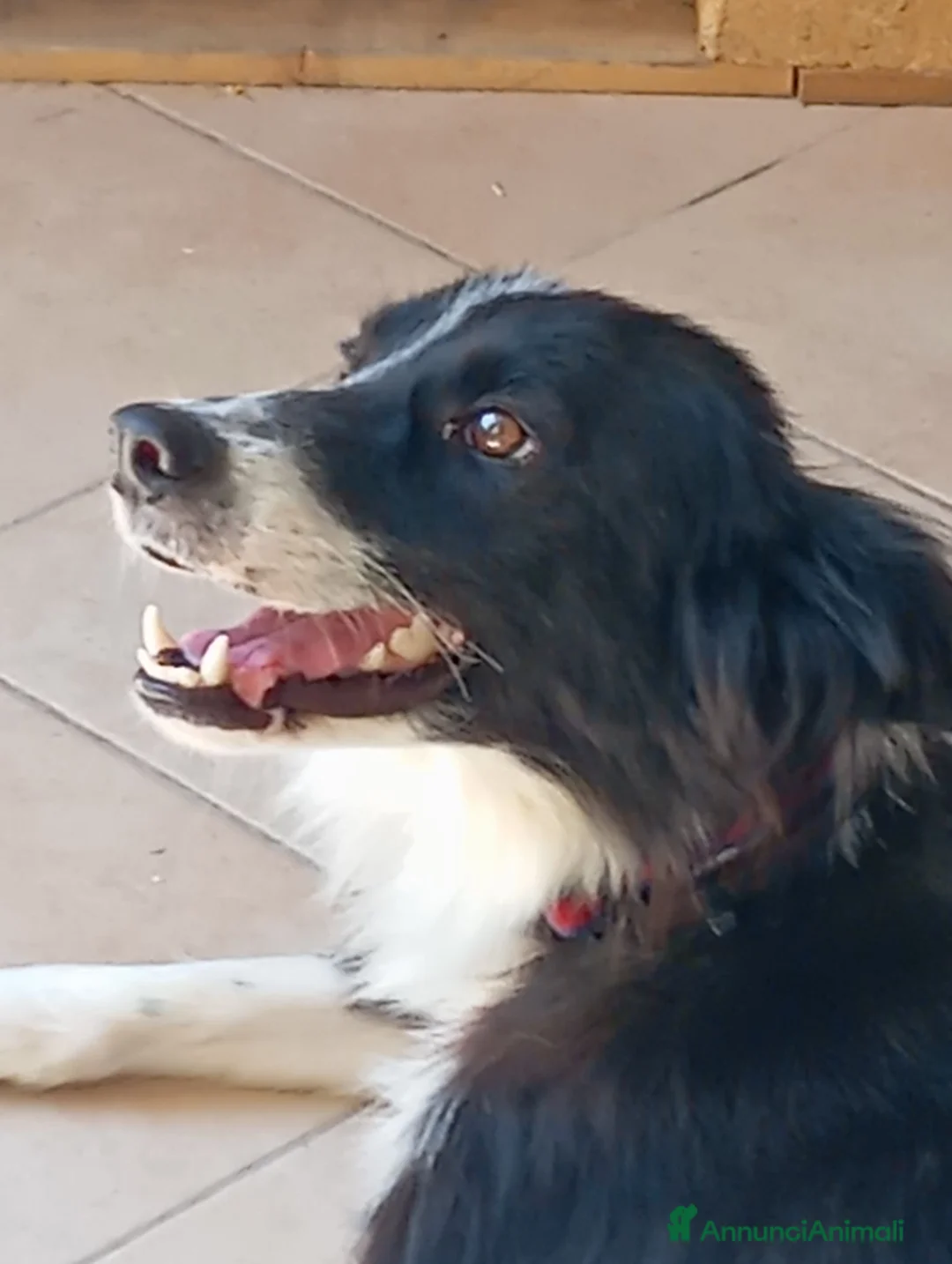Border Collie cani in vendita: Cuccioli di border collie - Annuncio 1