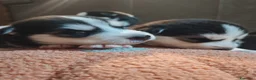 Husky cani in vendita: Cuccioli di siberian husky - Annuncio 23