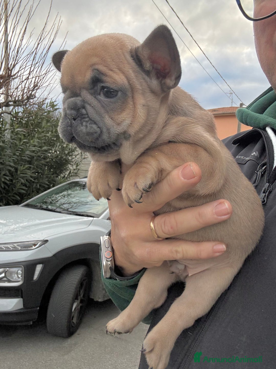 Bulldog Francese cani in vendita: Bulldog francese  - Annuncio 2