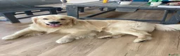 Golden Retriever cani per accoppiamento: YAGO  - Annuncio 2