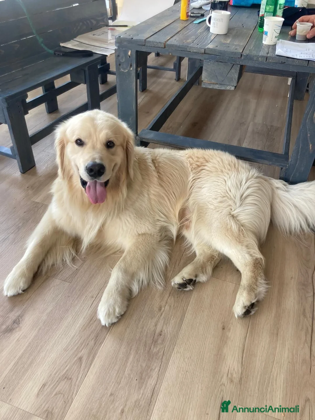 Golden Retriever cani per accoppiamento: YAGO  - Annuncio 2