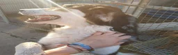 Meticcio cani in regalo: BRETZEL 🩷 IMPOSSIBILE NON SORRIDERLE a Provincia di Modena - Annuncio 3