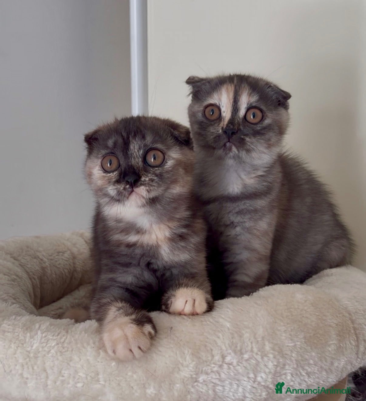 Scottish gatti Scottish fold - Annuncio 30