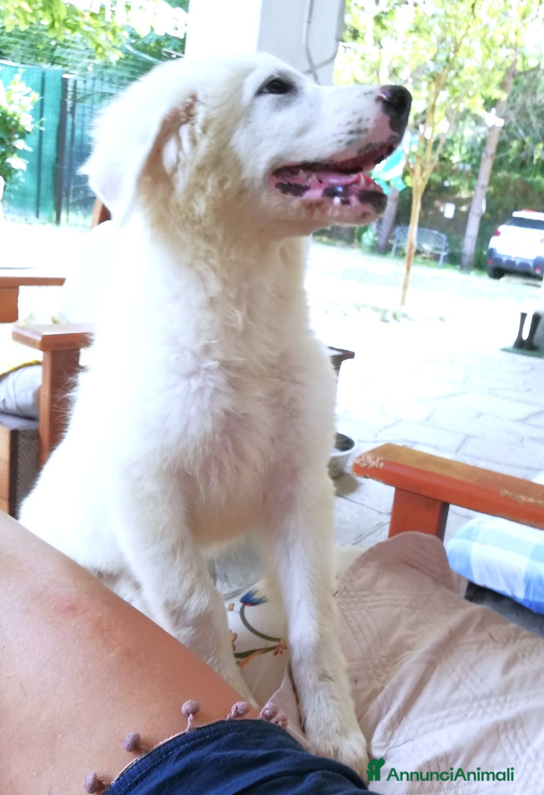 Pastore Maremmano cani in regalo: L3one, supremo cucciolo di PMA: TOP - Annuncio 5