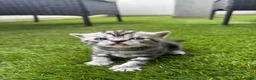 Scottish gatti in vendita: Scottish - Annuncio 6