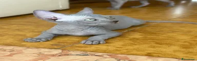 Sphynx 2