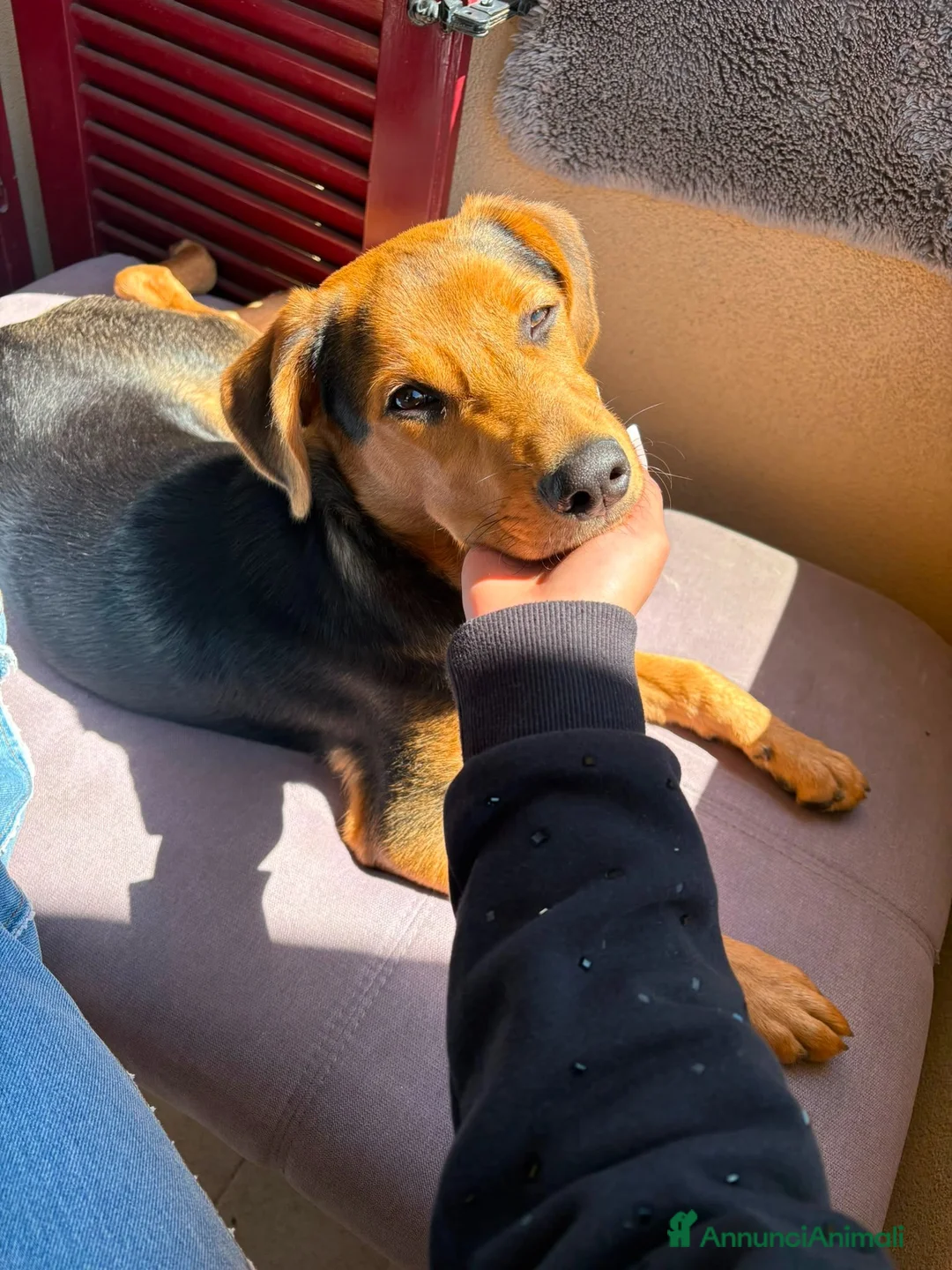 Meticcio cani in vendita: Cucciolo  a Provincia di Lecco - Annuncio 4