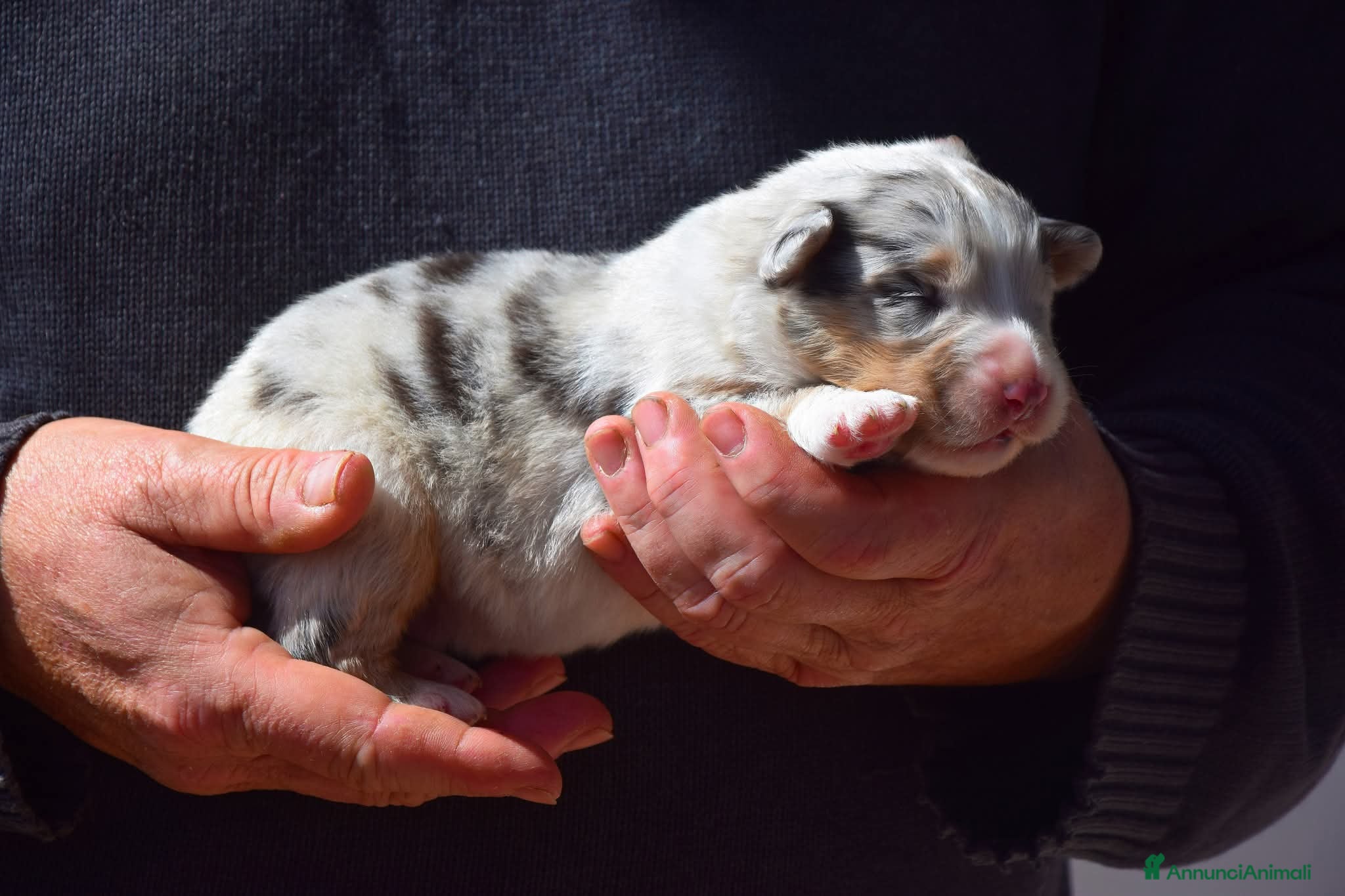 Australian Shepherd cani Cucciolata di pastore australiano  - Annuncio 7