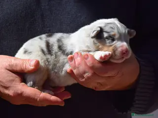 Australian Shepherd cani Cucciolata di pastore australiano - Annuncio 7