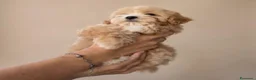 Maltipoo cani in vendita: MALTIPOO - Annuncio 4