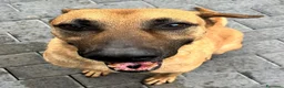 Meticcio cani in regalo: ARGO, APRI IL TUO CUORE PER LUI - Annuncio 12