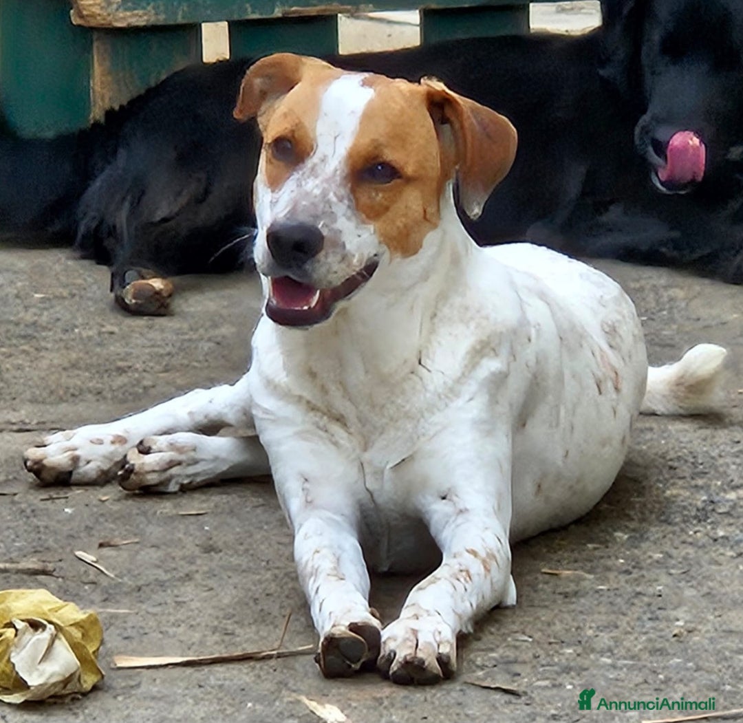 Meticcio cani in regalo: MIELE MIX BRETON/LABRADORINO - Annuncio 1