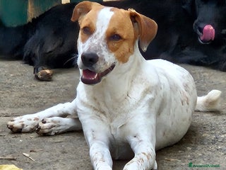 Meticcio cani MIELE MIX BRETON/LABRADORINO - Annuncio 5