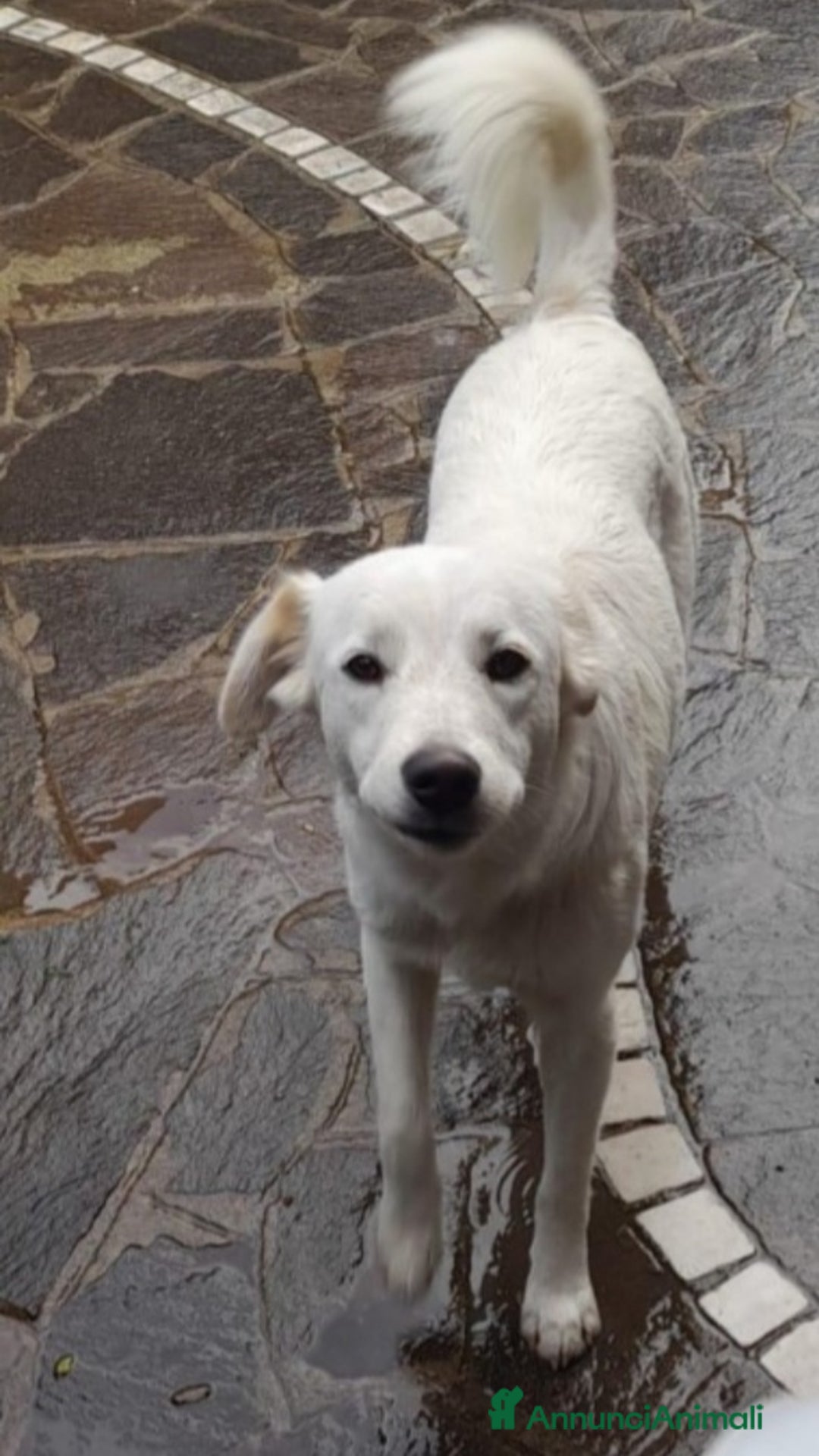 Meticcio cani in regalo: Femmina 16mesi kg15 rimasta sola NAPOLI SOS CASA a Città metropolitana di Milano - Annuncio 3