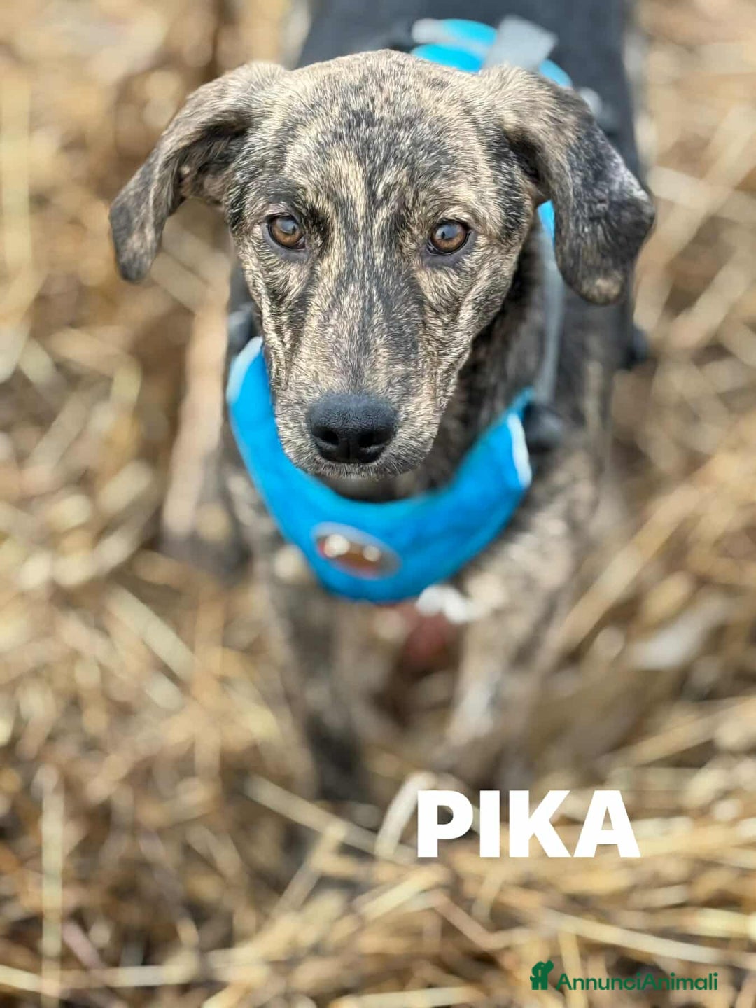 Meticcio cani in regalo: PIKA, cucciola dolce e timida rimasta sola. - Annuncio 10