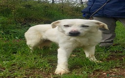 Meticcio cani in regalo: Ellen, un cane pronto a splendere a Città Metropolitana di Bari - Immagine 6