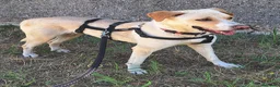 Labrador cani in regalo: Lily 2 anni mix labrador  - Annuncio 3