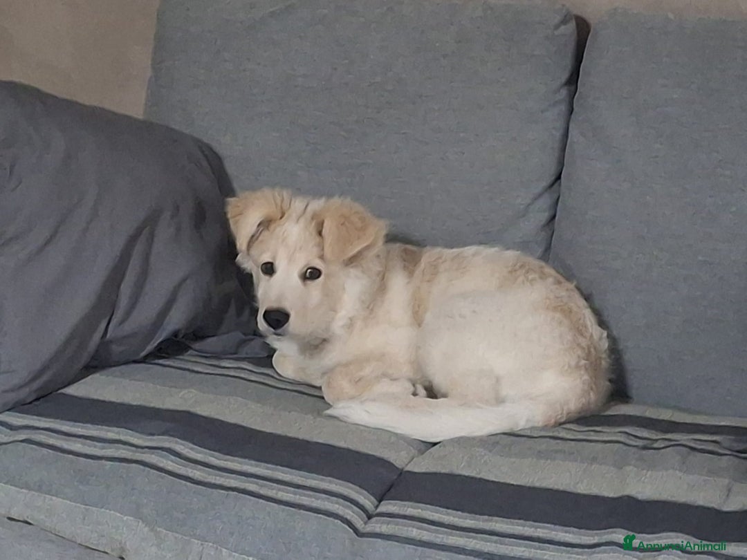 Meticcio cani in regalo:  Regalo bellissimo cucciolo maschio 4 mesi    - Annuncio 2