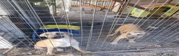 Meticcio cani in regalo: Cuccioli in Adozione  - Annuncio 7