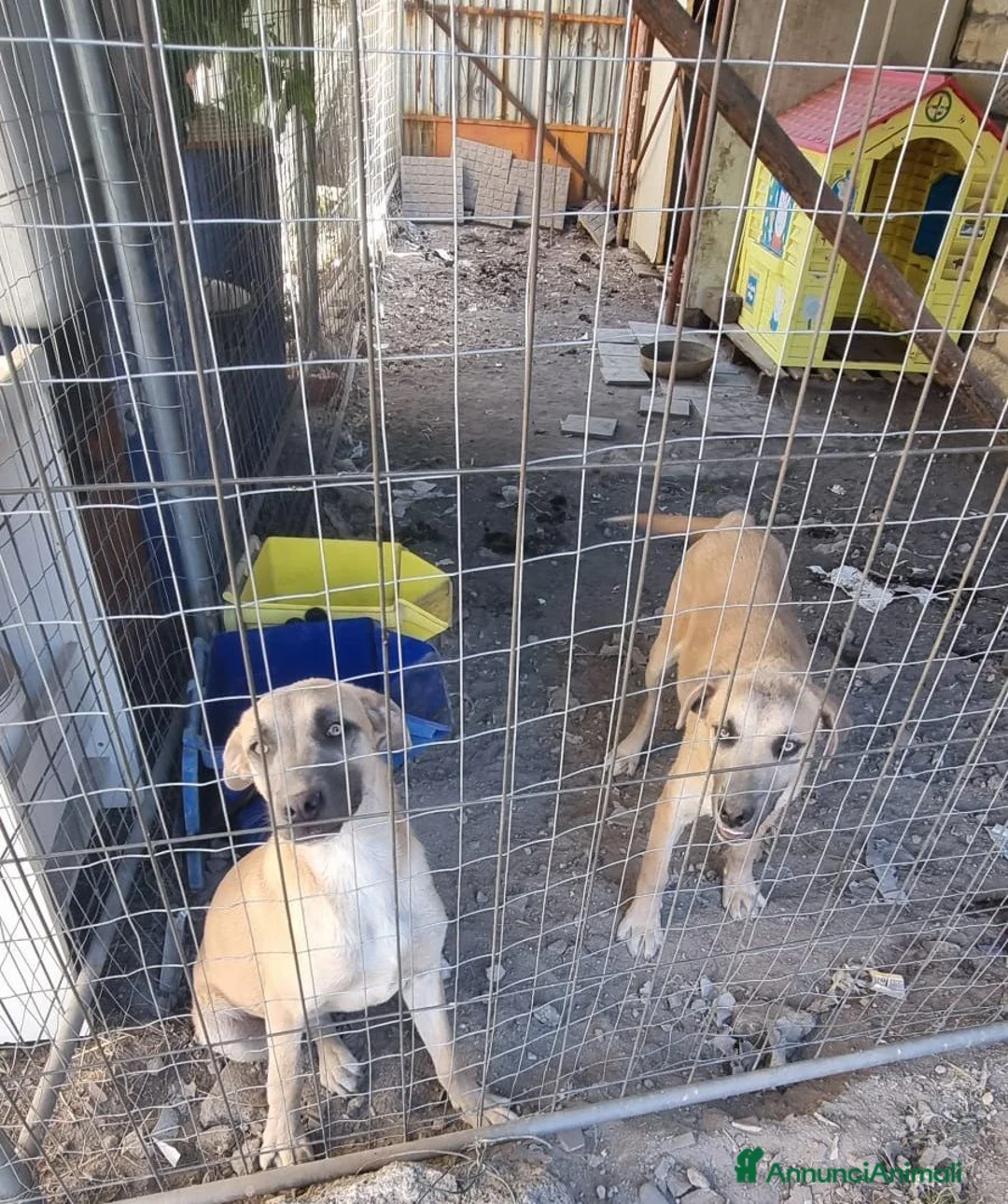 Meticcio cani in regalo: Cuccioli in Adozione  - Annuncio 7