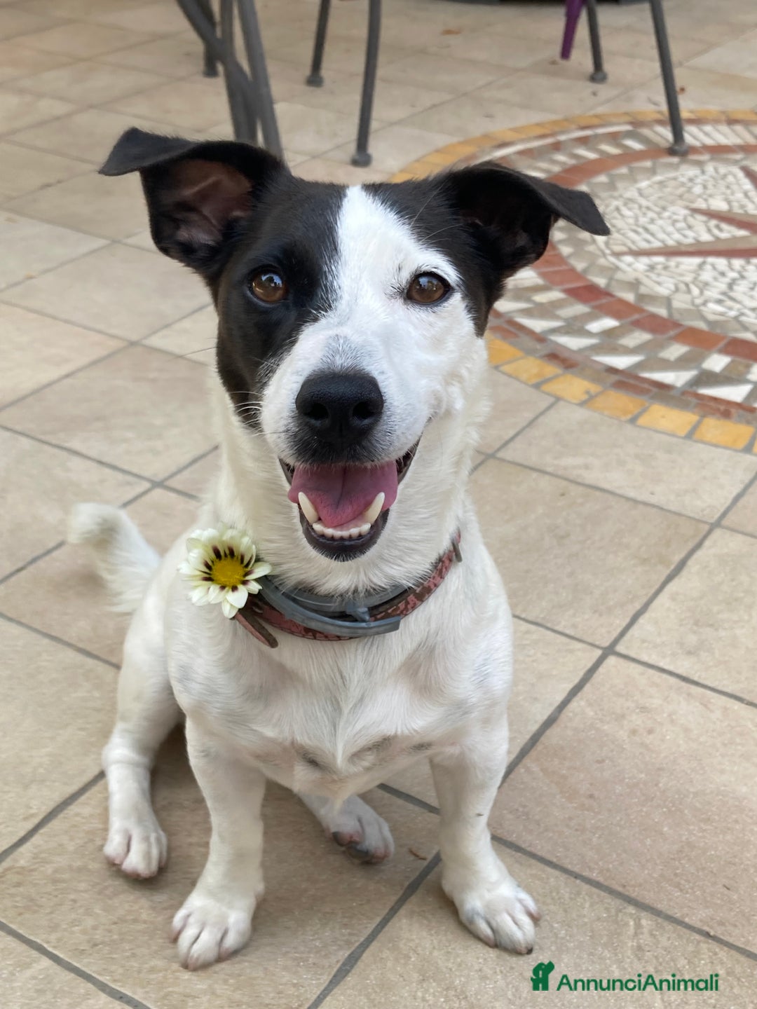 Jack Russell cani in vendita: Femmina Bianca e Nera, rarissima, unica - Annuncio 5