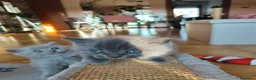 Scottish gatti in vendita: Gatti Scotich Fold e straight  - Annuncio 6