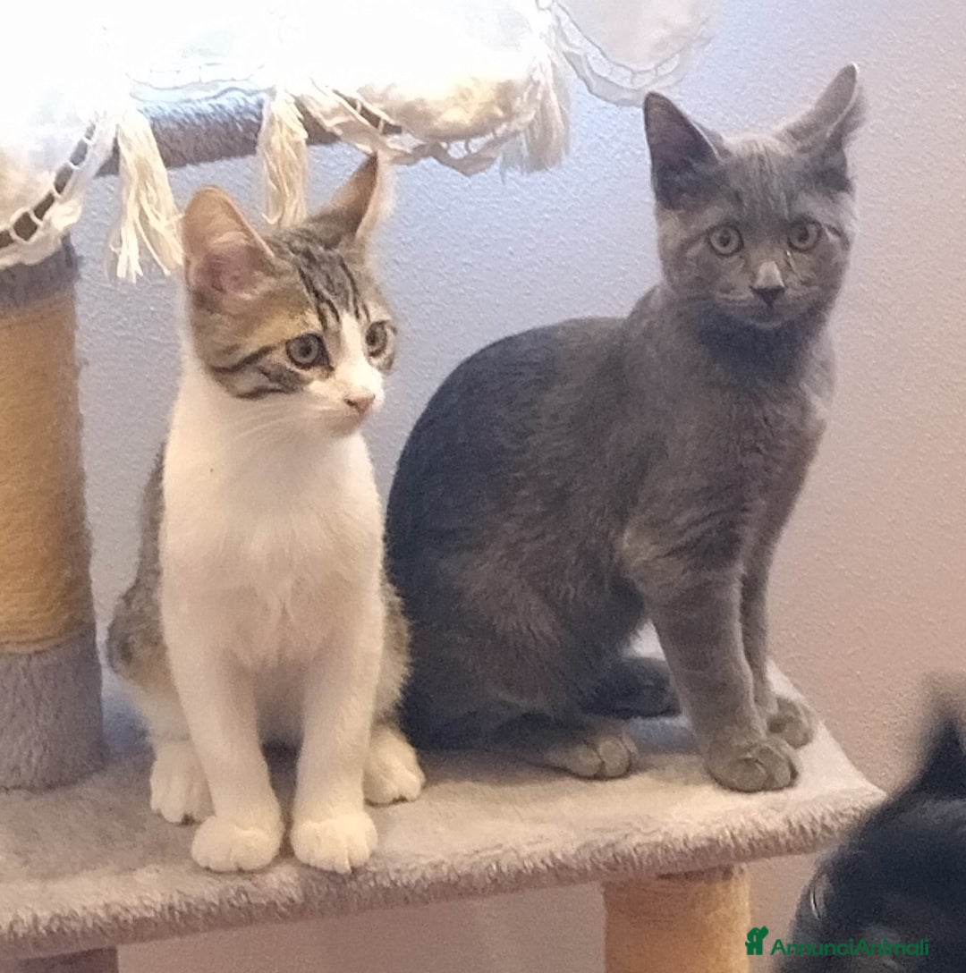 Europeo gatti in regalo: GATTINI  - Annuncio 1